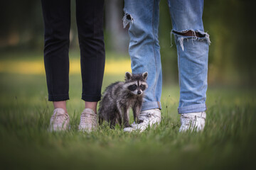 Obraz na płótnie Canvas A cute little raccoon sitting in the green grass at the feet of his owners against the backdrop of a bright summer landscape