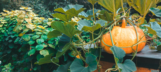 Large orange pumpkin grows in the vegetable garden. Green branches, vines with leaves. Blurred background. Wide banner © Orlovskaya