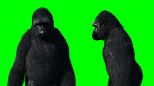 Angry Gorilla Face Video Footage – Browse 83 HD Stock Video and Footage |  Adobe Stock