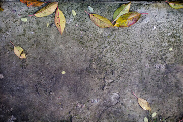 Dry leaves on concrete floor. Yellow leaves fell from trees in autumn.
