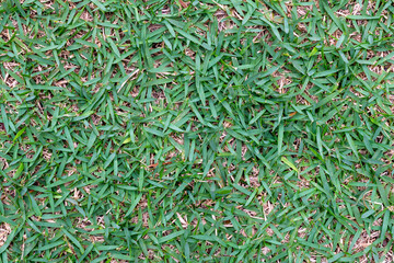 texture of green grass planted in the garden.
