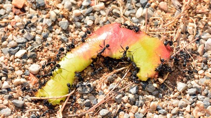 Hormigas devorando una cáscara de manzana