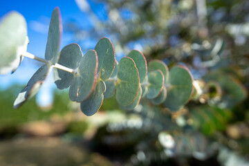 eucalyptus leave wide angle closeup