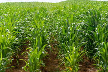 corn plantation. agriculture concept for export