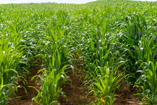corn plantation. agriculture concept for export
