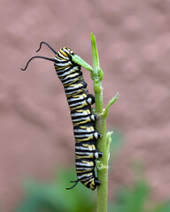 Monarch butterfly caterpillar with yellow, white, and black stripes is enthusiastically eating a green milkweed leaf against a pale peach colored background.