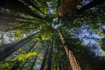 Californian Redwood Forest, Great Otway National Park, Victoria, Australia.