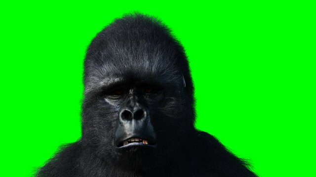 Sadly speaking gorilla. Realistic fur. Green screen animation.