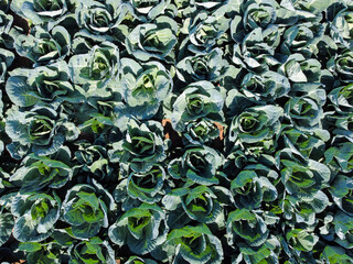 Green and fresh cabbage leaves growing on irrigated field, view from above. Aerial drone view of cultivated cabbage growing in garden. Organic cabbage ready for harvest.