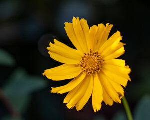 Single bright yellow Coreopsis Schittgold flower