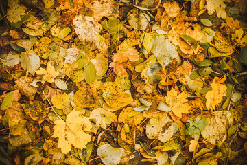 Orange autumn leaves background. Outdoor. Colorful backround of fallen autumn leaves. Copy space