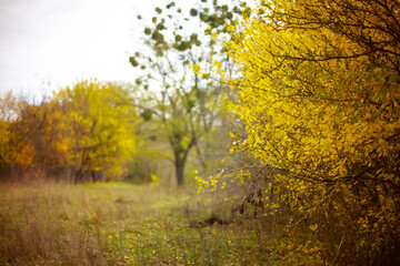 Obraz premium Tree Branch With Gold Leaves In Autumn Park. Background. Autumn yellow leaves tree in autumn park. Fall background with leaves. Beautiful autumn landscape