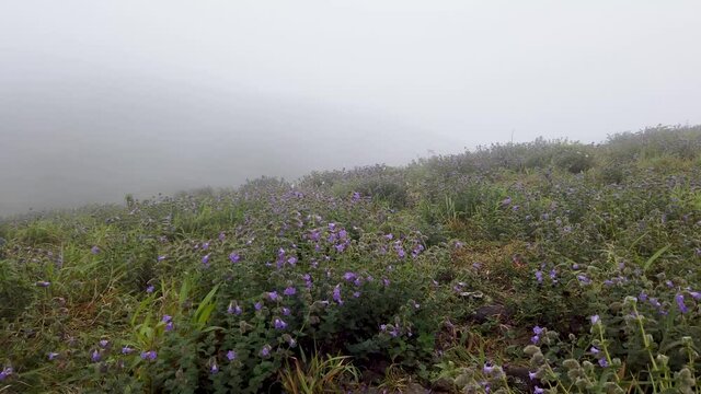 A Bewitching landscape of Mandal Patti hill range where Neela Kurinji or 'Strobilanthes Kunthiana' flowers are bloomed in Coorg, India.
