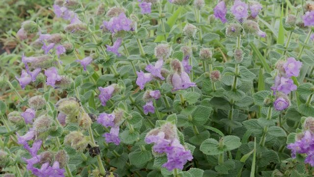 The Purple heather flowers or Neela kurinji flowers which blooms once in 12 years is seen during monsoon in Coorg Mandal Patti hill range in India.