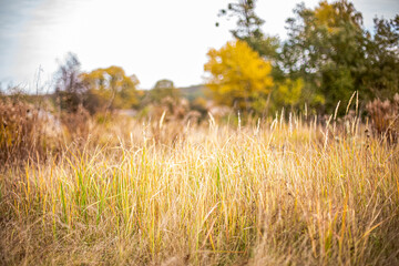 Dry grass on background of autumn lanshaft. Nature in autumn. Seasonal background with wild herbs in village.