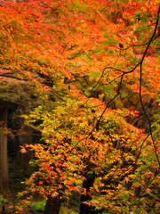 【奈良県】雨降りの室生寺の紅葉