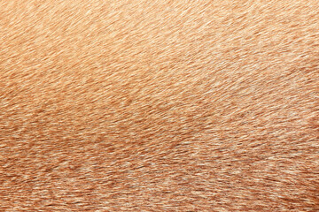 Full frame brown short fur for the background.