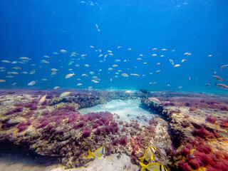 school of fish swimming over coral reef
