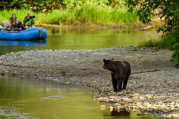 People in a boat watching and photographing a grizzly bear during a wildlife viewing tour in central coast of British Columbia, Canada