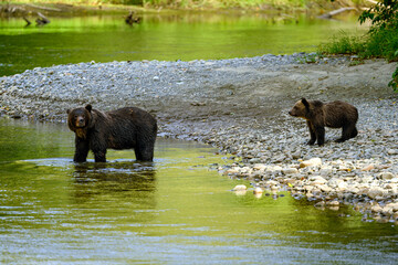 A female grizzly bear and her cute grizzly cub at the riverbank in Tweedsmuir South Provincial Park
