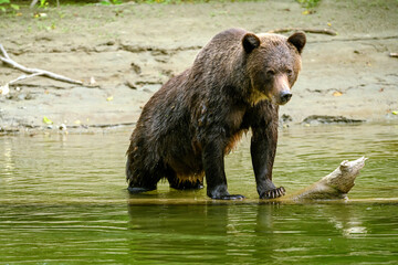 Obraz na płótnie Canvas A young but togated female grizzly bear (Ursus arctos horribilis) standing on a log in the water and looking into the camera