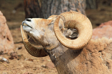 Bighorn sheep stretching