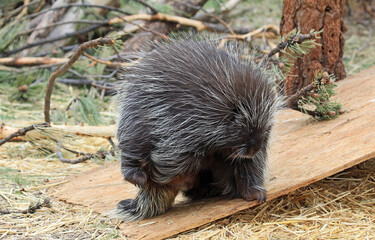 Porcupine