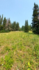 forest in the mountains big sky montana