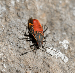 Boxelder or Milkweed Bug Hemiptera. Santa Clara County, California, USA.