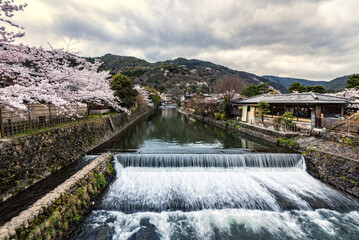 A river in the Arashiyama in spring