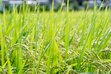 秋が待ち遠しい田んぼの稲