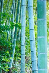 竹林のクローズアップ写真