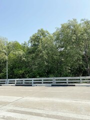 forest near the road