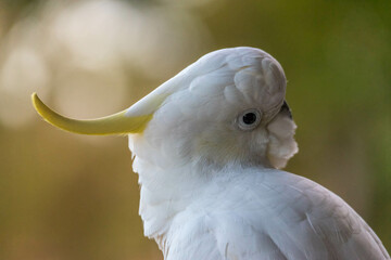 Sulphur Crested Cockatoo