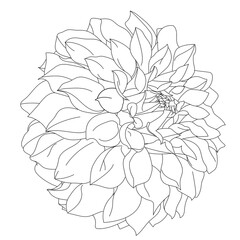 Black and white line drawing illustration of dahlia flowers isolated on a white background