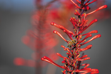 Firespike Flower with Honeybee