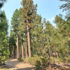 trees in the forest tahoe nevada