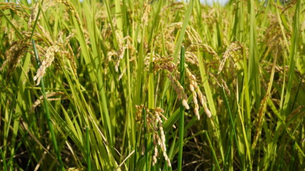 収穫間際の稲穂が垂れる水田の秋の昼間の風景