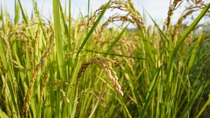 収穫間際の稲穂が垂れる水田の秋の昼間の風景