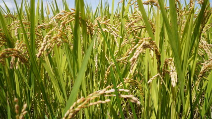 収穫間際の稲穂が垂れる水田の秋の昼間の風景