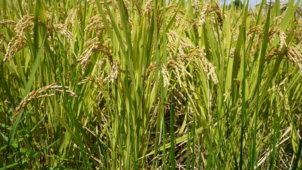 収穫間際の稲穂が垂れる水田の秋の昼間の風景