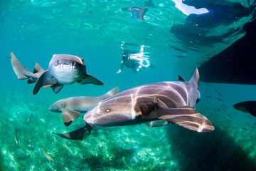 nurse sharks swimming