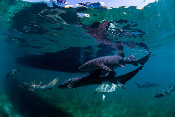 nurse sharks circling the boat