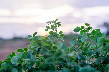 plant in the garden