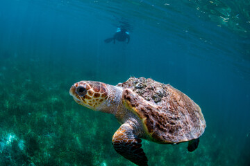 A loggerhead turtl swimming near the surface