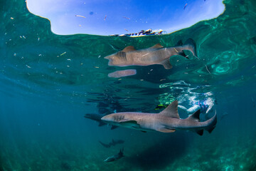 Fototapeta premium Nurse shark swimming near the boat