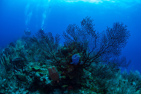 Black coral on the reef 