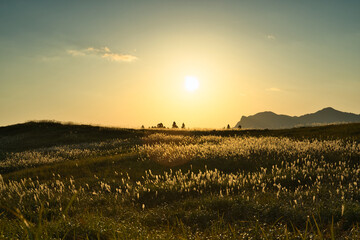 奈良県　曽爾高原　ススキの名所