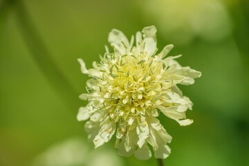 ひっそりと咲く満開のマツムシソウ＠富士見高原、山梨