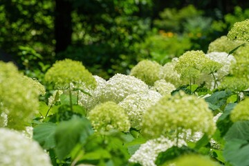 光を浴びて輝く満開のアナベル＠富士見高原、山梨